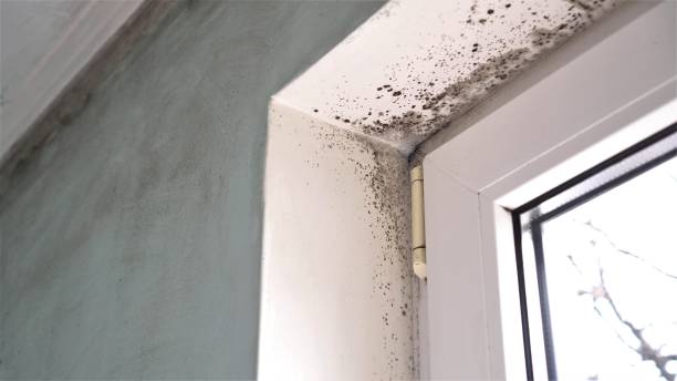 Home Mold Removal in Waldport, OR