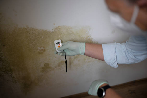 Professional Mold Removal in Waldport, OR